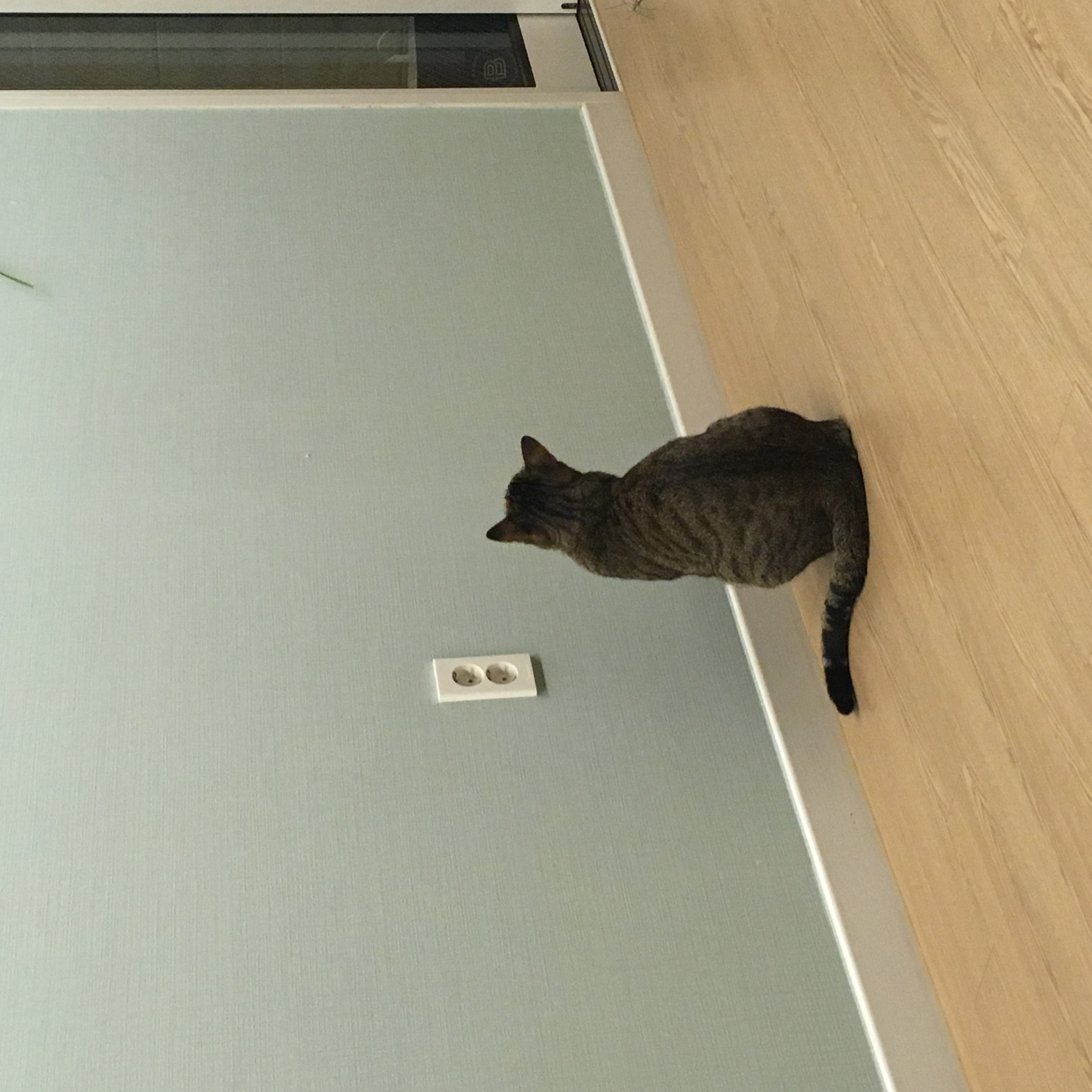 방에 있는 고양이