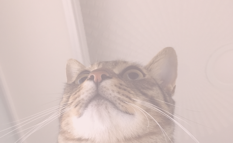 위에 보는 고양이